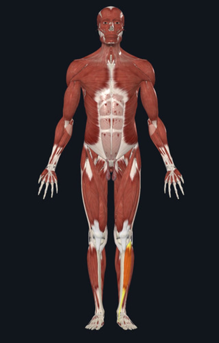 <ul><li><p><u>Origin:</u>&nbsp;<strong>Tibia</strong>, anterior</p></li><li><p><u>Insertion:</u>&nbsp;1st <strong>metatarsal</strong></p></li><li><p><u>Action:</u>&nbsp;Dorsiflexion</p></li></ul><p></p>