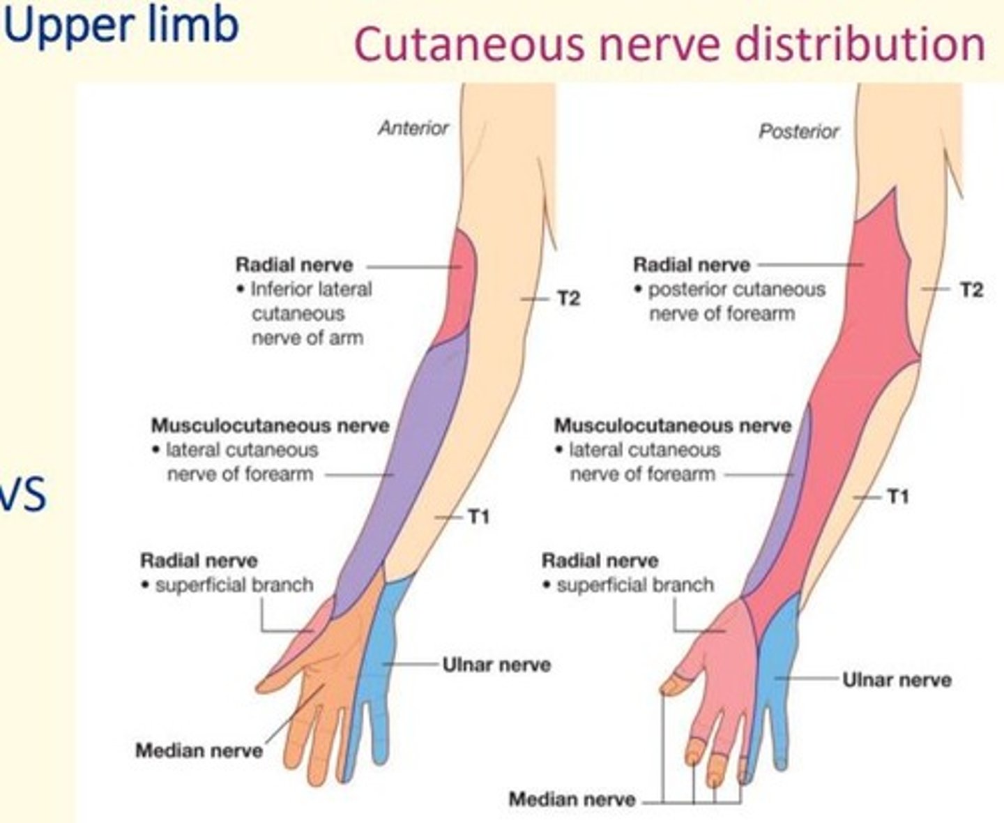 <p>T1 T2 to posterior and lateral side of arm</p>