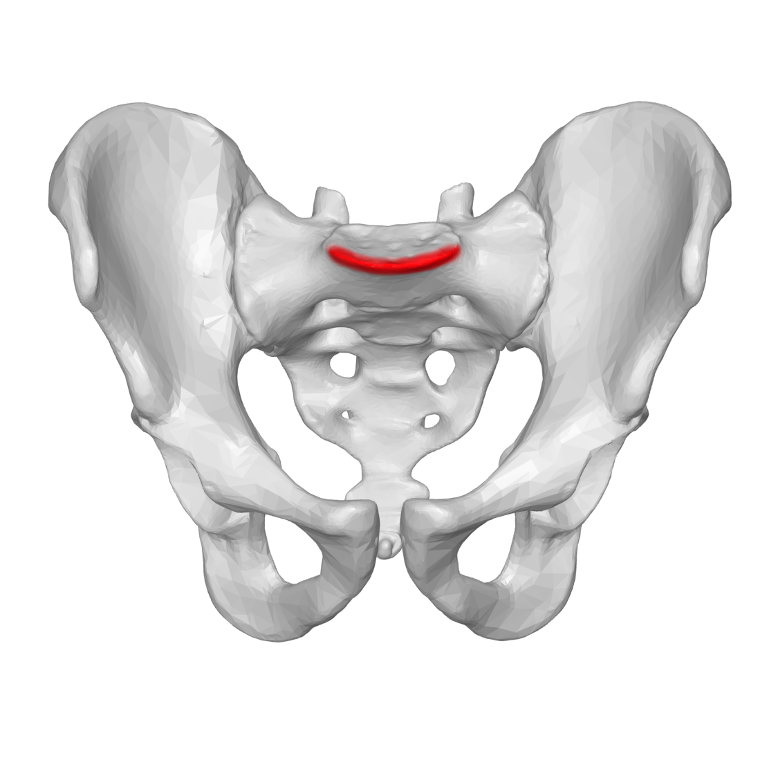 <p>What is the scientific name for this?</p>