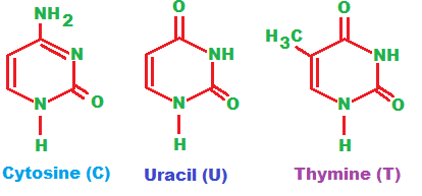 <p>cytosine, thymine, uracil</p><p>single ring</p>