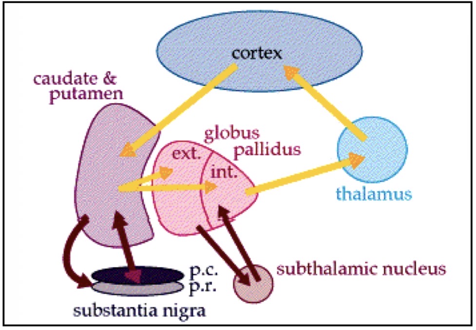 <p>The basal ganglia form a <mark data-color="yellow" style="background-color: yellow; color: inherit;">loop system</mark> with the <strong>cerebral cortex</strong> and <strong>thalamus</strong>:</p><ol><li><p>Information from the <strong>cerebral cortex</strong> (especially frontal, prefrontal, and parietal areas) is sent to the <strong>striatum</strong>.</p></li><li><p>The <strong>basal ganglia</strong> process this information.</p></li><li><p>Signals are sent to the <strong>thalamus</strong>.</p></li><li><p>The thalamus sends information back to the <strong>cerebral cortex</strong>.</p></li></ol><p></p><p>This loop helps the brain <mark data-color="green" style="background-color: green; color: inherit;">choose the correct voluntary movement </mark>and <mark data-color="red" style="background-color: red; color: inherit;">suppress inappropriate ones</mark></p>