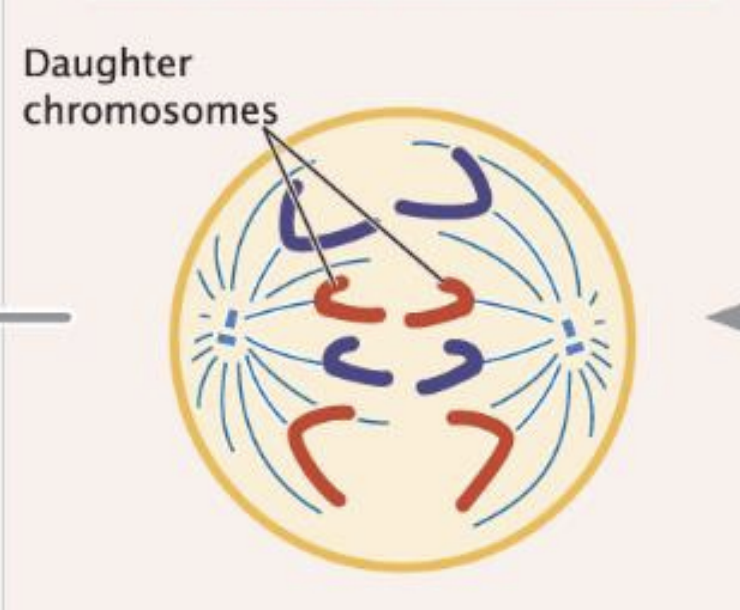 <p>nuclear membrne reforms and chromosome decondense </p>