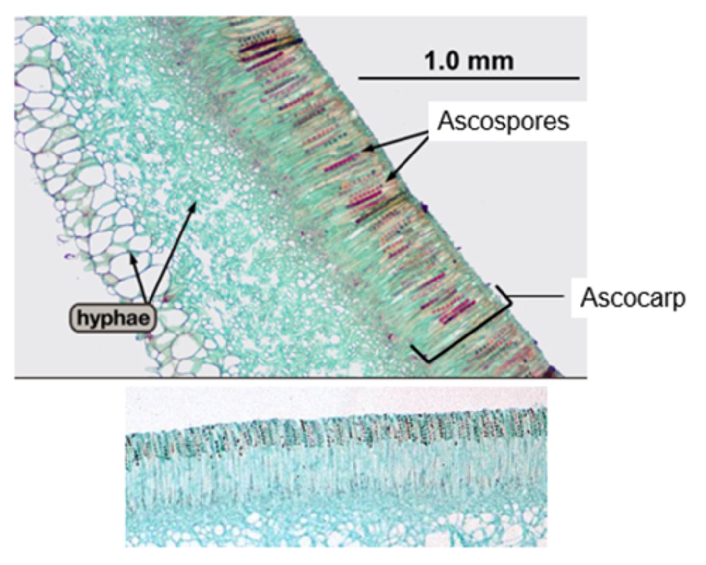 <p>Asci is the entire length</p><p>peziza is a cup fungus</p><p>ascomycota group</p>