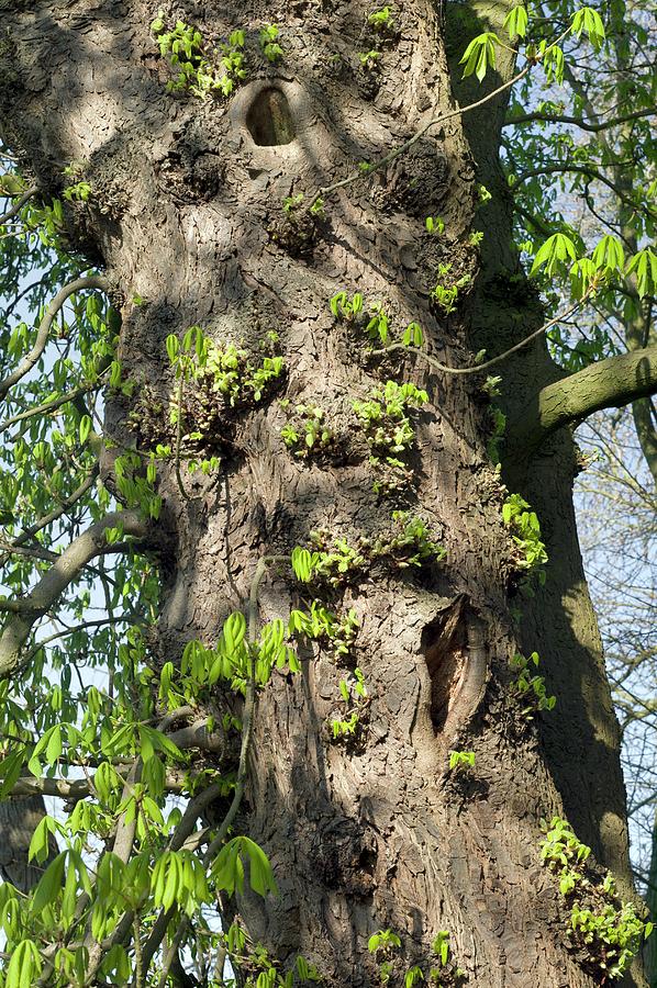 shoots from bark due to damage or stress