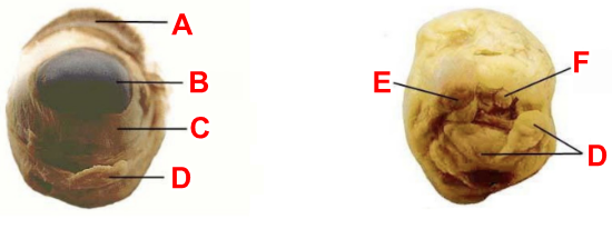<p>Use the sheep eye dissection to determine structures of the external eye<br>Label C</p>