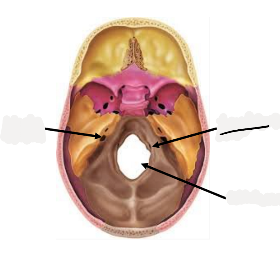 <p>hypoglossal nerve (CN XII)</p>