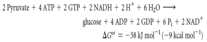<p>The equivalent of 11 high-energy phosphates (synthesis of glucose is energetically EXPENSIVE)</p>