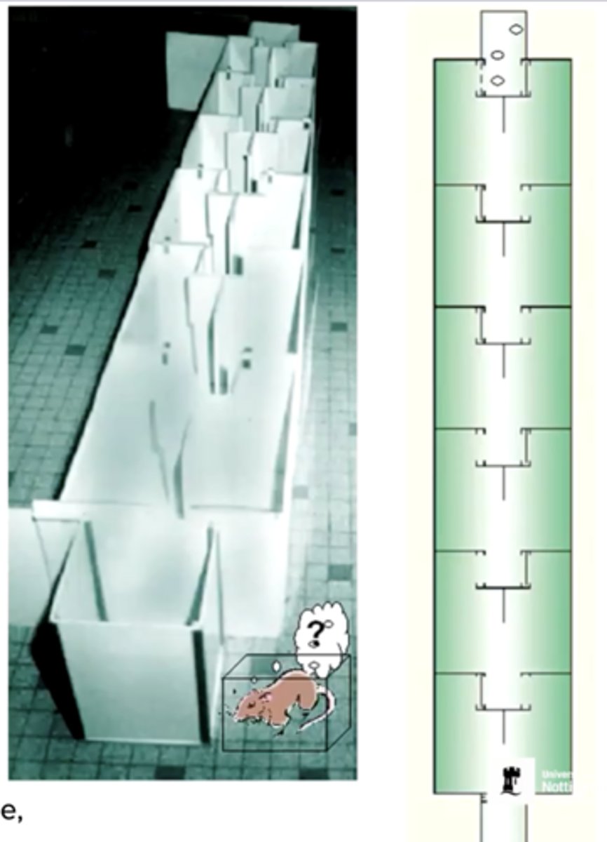 <p>The rats have to make their way through the maze where they receive food pellets. the number of errors made is scored each time.</p>
