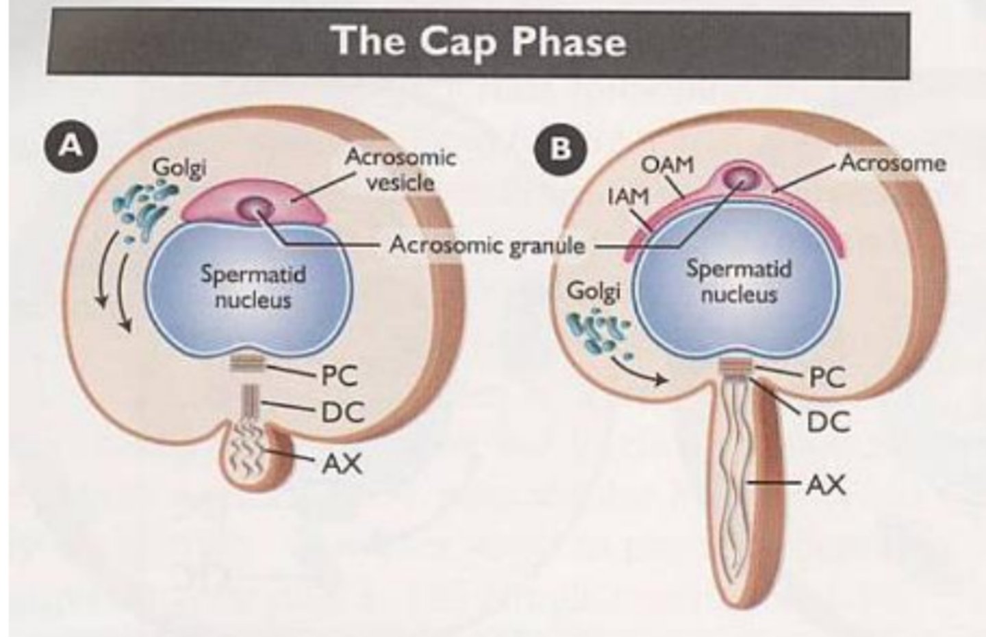 <p>acrosome</p><p>disappears</p><p>primitive flagellum begins to project</p>
