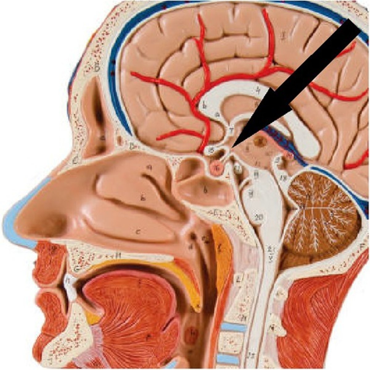 knowt flashcard image