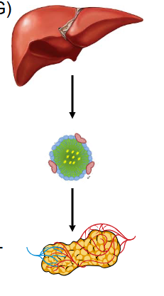 <p>- Promotes synthesis of triacylgycerides (TAG) in hepatocytes</p><p>- Insulin stimulates glycolysis: overall, glucose -> acetyl CoA</p><p>- Insulin stimulates TAG synthesis: acetyl CoA -> malonyl CoA (enzyme: acetyl CoA carboxylase)</p><p>.</p><p>TAG exported as VLDL (exported to adipocytes)</p><p>.</p><p>- insulin promotes hydrolysis of FA from VLDL in adipose tissue by lipoprotein lipase (LPL) (insulin stimulates TAG synthesis</p><p>.</p><p>- phosphorylation of Acetyl CoA carboxylase is what regulates the activity of the enzyme</p>