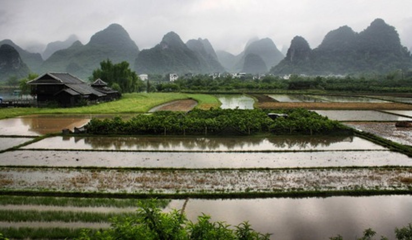 <p>rice fields are ideal breeding sites for malaria-mosquitos in African rice farming villages<br><br>due to stagnant water and high humidity</p>