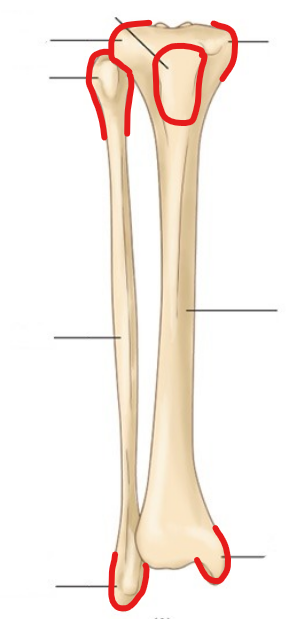 <p>What are the red areas called? Which bone is the weight bearing bone?</p>