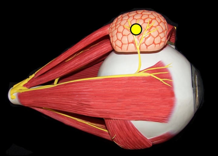 <p>Gland that sits on the top off the eye laterally</p>