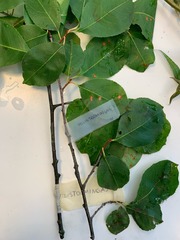 Prunus serotina