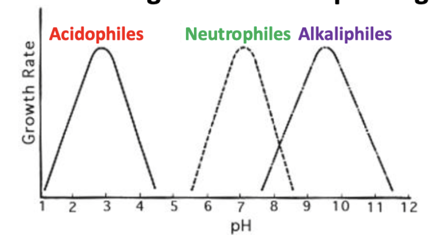 ID: Bacterial Growth Flashcards | Knowt