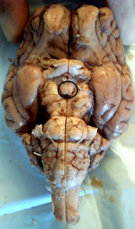 <p>mammillary body</p>