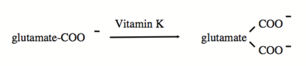 <p>PTM required for calcium homeostasis and blood clotting. Certain proteins are modified to become Ca<sup>2+</sup> binding proteins. Another carboxyl group is added to glutamate residue within a protein.</p><p><strong>Vitamin K dependent.</strong></p>