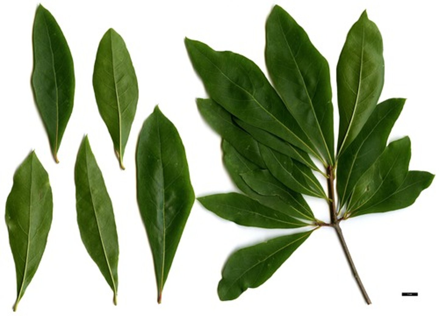 <ul><li><p>Type: Simple</p></li><li><p>Arrangement: Alternate</p></li><li><p>Venation: Pinnate</p></li></ul><p></p>