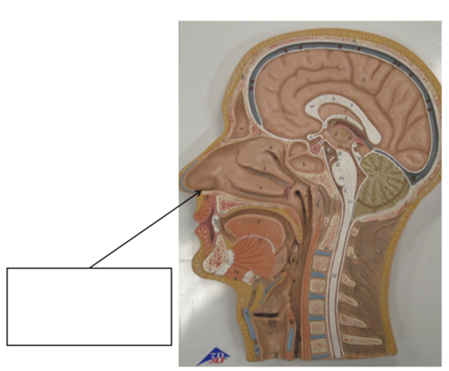 knowt flashcard image