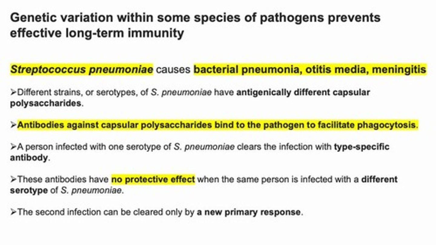 <p>Causes bacterial pneumonia, otitis media, meningitis.</p>