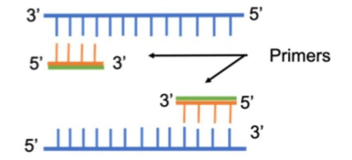 <p>Short strands of DNA that are complementary to the target DNA and provide a starting point for DNA polymerase for DNA synthesis.</p>