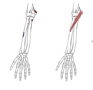 <p>What is the insertion for pronator teres?</p>