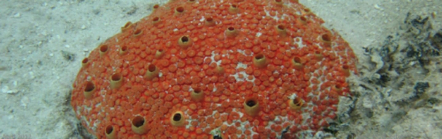 <p>Red Boring Sponge</p>