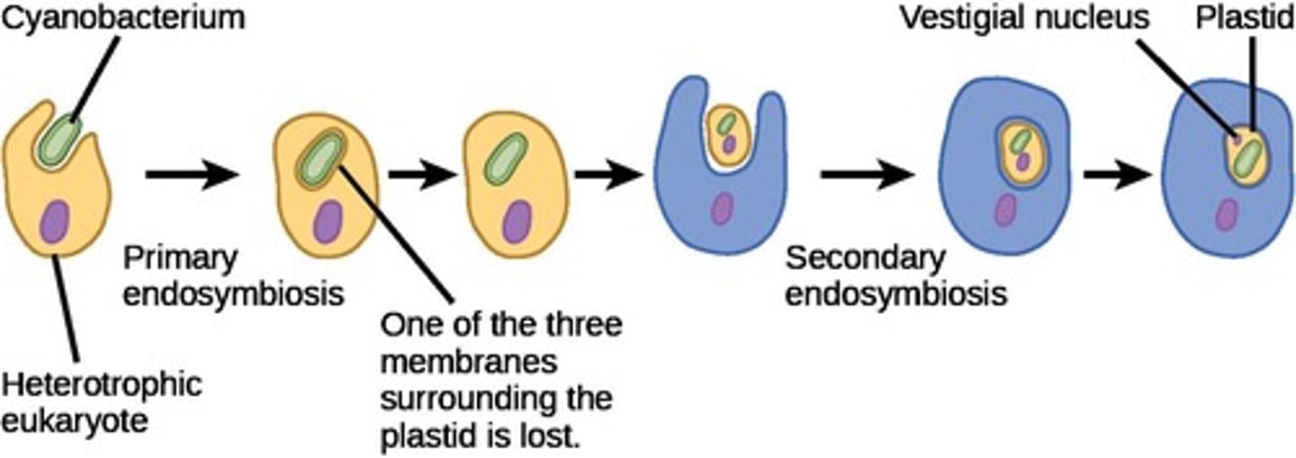 <p>A process where some protists have three membranes around plastids instead of four, indicating a more complex evolutionary history.</p>