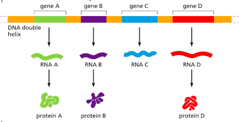 <p>Which of these genes produce mRNA? What would RNA C be called?</p>