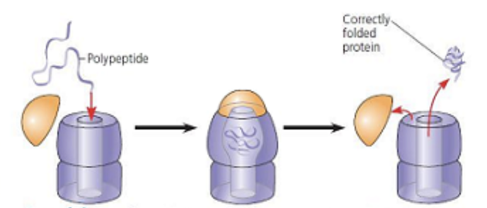 <ul><li><p>a structure that functions as a space for polypeptides to fold properly into proteins</p><ul><li><p>3 part protein and nucleic acid based structure</p></li></ul></li><li><p>when cap attaches a hydrophobic environment is formed inside the “pocket space”</p><ul><li><p>this stimulates proper form</p></li></ul></li></ul><p></p>