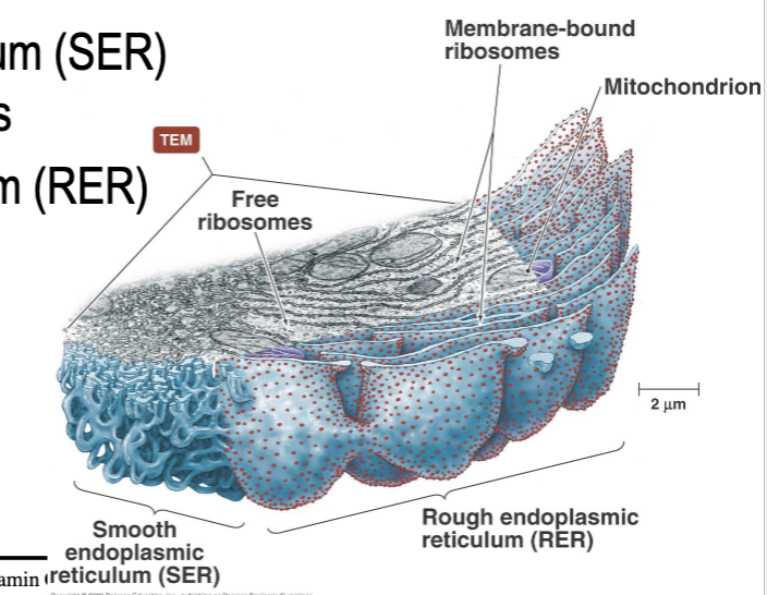 <ul><li><p>Transport system in the cells it is continuous with the nuclear envelope</p></li><li><p>The Smooth ER synthesis lipids</p></li><li><p>The Rough ER synthesizes proteins and transports them. Has ribosomes on it</p></li></ul><p></p>
