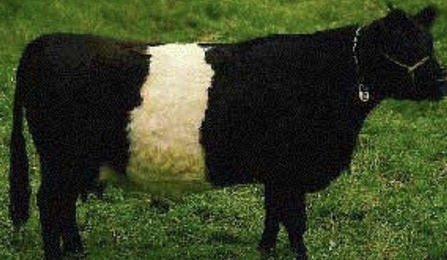 <p>Longer coat</p>