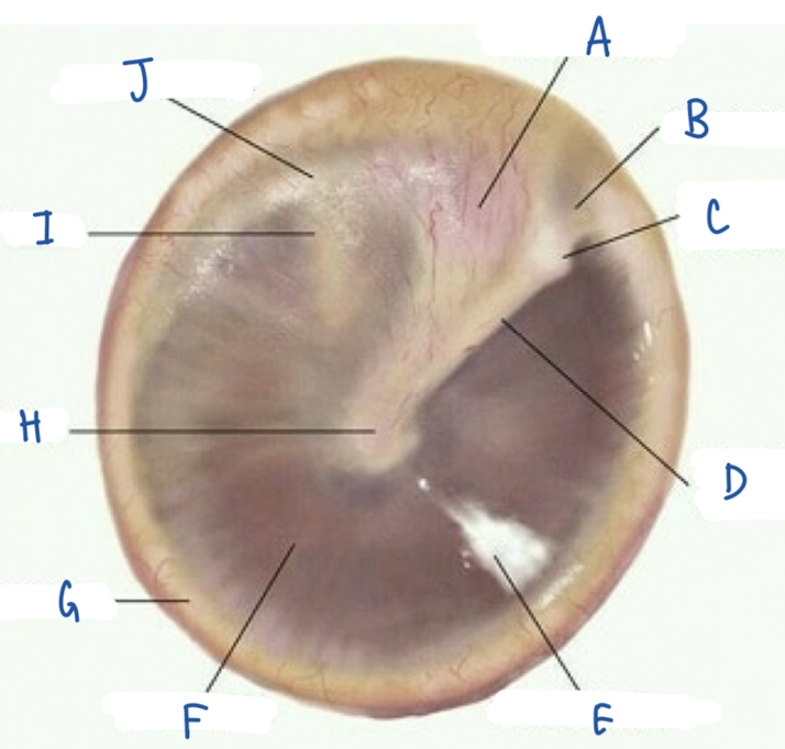 <p>What part of the tympanic membrane is labeled F?</p>