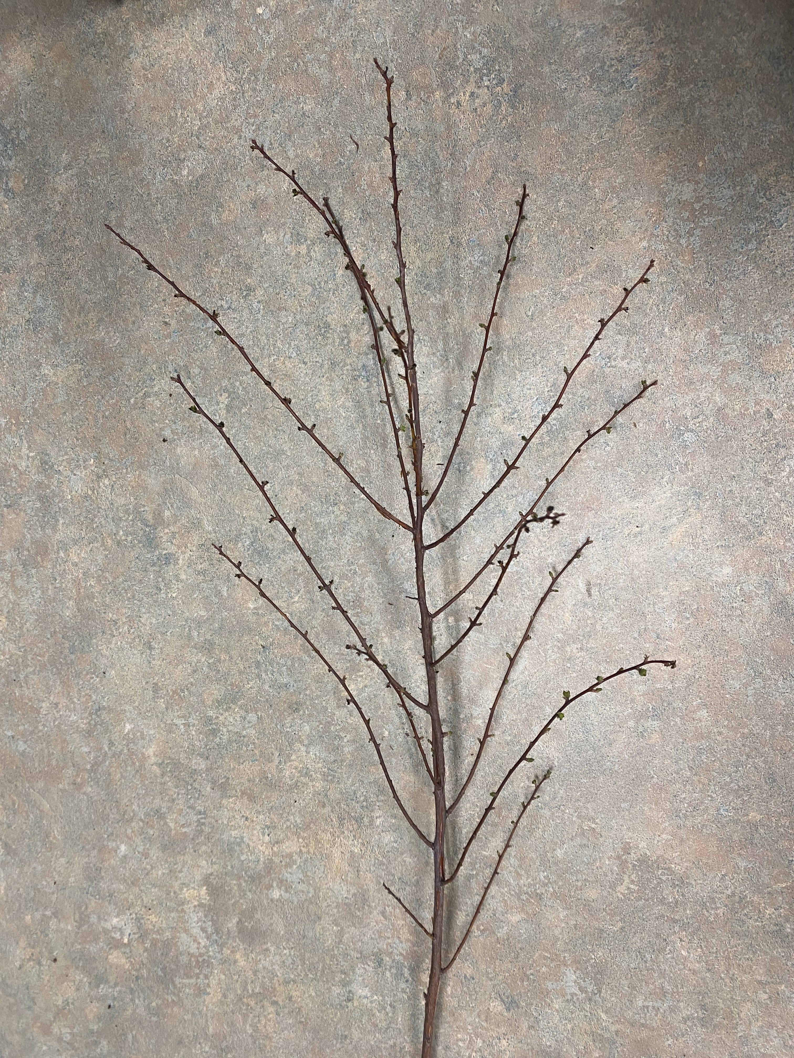 <p>Vanhoutte spirea</p><p><em>Spiraea</em> x<em>vanhouttei</em></p><p></p><p>-multi-stemmed vase shaped shrub, very thin copper/dark brown stems, triangular brown buds, alternate simple leaves with incised leaves, umbel inflorescence</p>