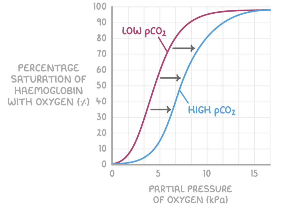 <p style="text-align: left;">Haemoglobin also has a lower affinity for oxygen at higher partial pressures of carbon dioxide (<em>p</em>CO<sub>2</sub>)</p><p style="text-align: left;"><strong><em>p</em>CO<sub>2</sub> affects haemoglobin saturation as follows:</strong></p><ul><li><p><strong>Higher <em>p</em>CO<sub>2</sub> at respiring tissues causes haemoglobin to release oxygen.</strong></p></li><li><p><strong>This is because of the Bohr effect, which is the decreased affinity for oxygen in haemoglobin when carbon dioxide is present.</strong></p></li><li><p><strong>This means the oxygen saturation of haemoglobin is lower for a given <em>p</em>O<sub>2</sub>when&nbsp;<em>p</em>CO<sub>2</sub> is higher.</strong></p></li></ul><p style="text-align: left;"></p><p style="text-align: left;">This is needed because the active tissues that produce carbon dioxide require a lot of oxygen from blood. The Bohr effect shifts the oxygen dissociation curve to the right, as seen by the blue line in the graph above.</p>