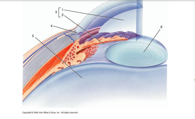 <p>locate where Scleral venous sinus receives Aqueous humor</p>