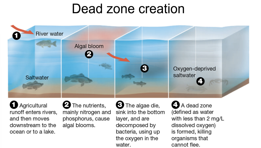 <p>what are the<strong> four steps of dead zones? the effects of eutrophication?</strong></p>