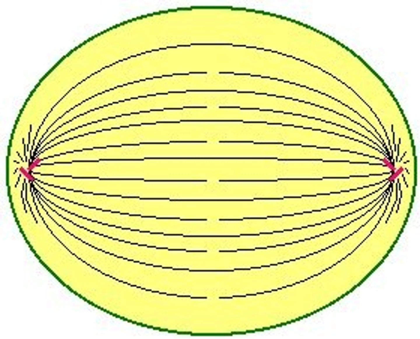 <p>separates chromosomes into daughter cells</p>