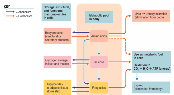 → These interconversions / transformations occur in liver

→ Glucose and amino acids can convert to fats while amino acid can be used to make glucose 

→ These allow us to gain most of our nutrients that we need but **essential nutrients** can't OR can't be made enough in body thus must come from diet (ex. iodine, vitamin D) 
