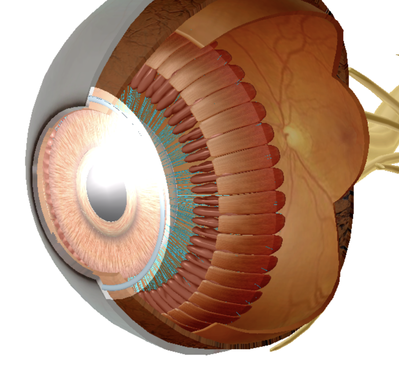 <p>what is highlighted </p>