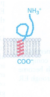 <p>it starts like a type 2 but the hydrophoic signal is very late, so the whole thing almost gets trasnlated first</p>