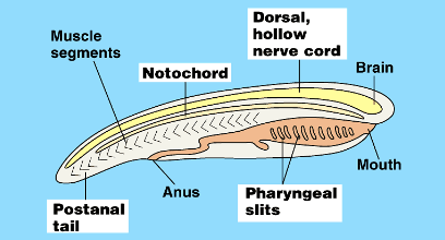 <p>tissue that supports the nerve cord</p>