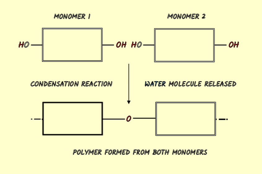 <ul><li><p><span style="color: red"><mark data-color="yellow" style="background-color: yellow; color: inherit">joins </mark></span>two monomers together</p></li><li><p>A chemical <span style="color: red"><mark data-color="yellow" style="background-color: yellow; color: inherit">bond  </mark></span>is formed</p></li><li><p>A molecule of <span style="color: red"><mark data-color="yellow" style="background-color: yellow; color: inherit">water is released</mark></span></p></li></ul>