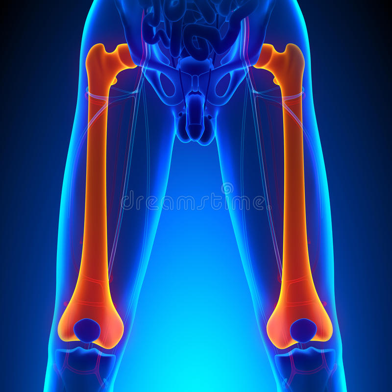 What bone is highlighted?
