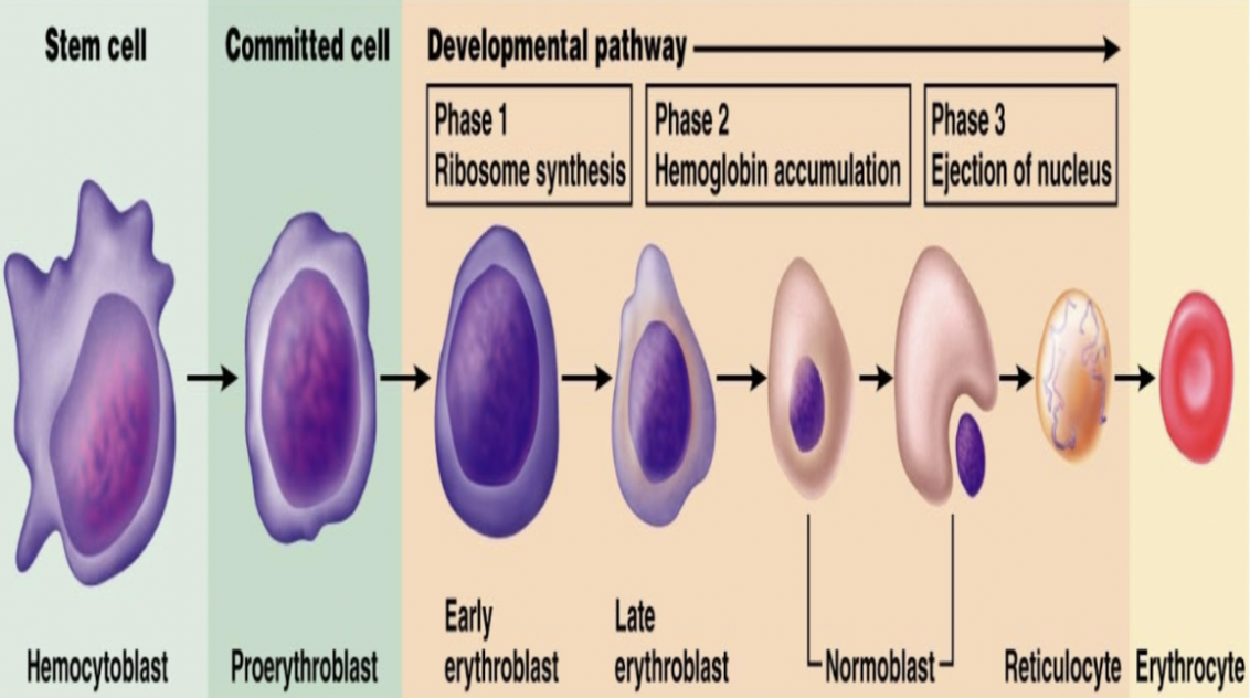<p>Hemocytoblast <span style="background-color: transparent;"><span>โ proerythroblast โ erythroblast โ normoblast โ reticulocyte โ erythrocyte </span></span></p>