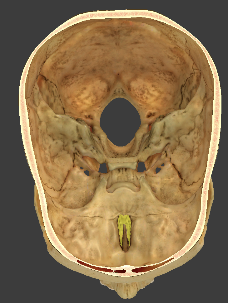 <p>full of pin holes that lead to the roof of the nasal cavity</p>