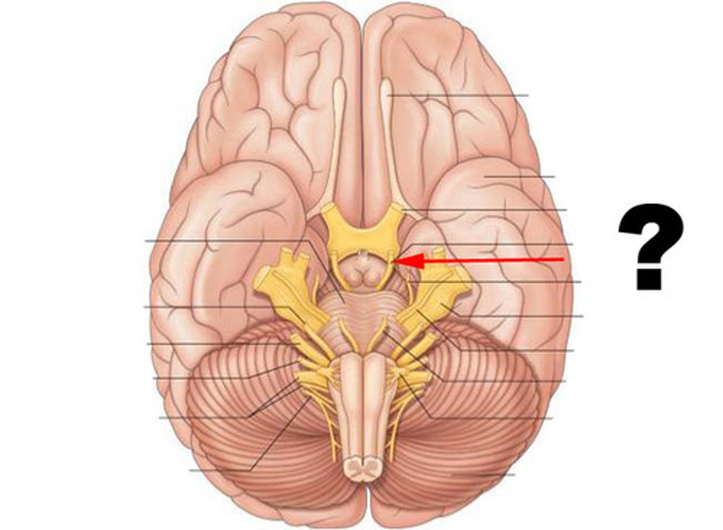 <p>function: primarily motor (mixed)<br>testing: eyeball movement</p>