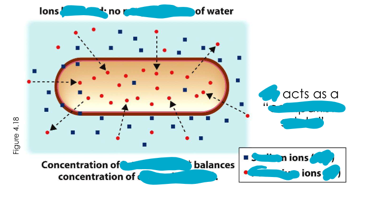 <p>Halobacterium have very high what?</p>
