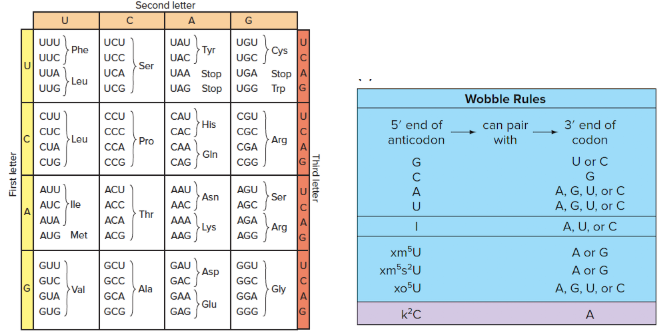 <p><span style="line-height: inherit;"><span>A tRNA with the anticodon sequence 5′ IUC 3′ will not normally exist because _____________________</span></span></p>